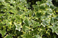 Golden English Ivy - Live Plant in a 4 Inch Pot - Hedera Helix - Beautiful Easy Care Indoor Air Purifying Houseplant Vine