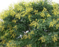 Golden Rain Tree - Live Plant in a 3 Gallon Pot - Koelreuteria Paniculata - Beautiful Flowering Tree