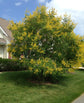Golden Rain Tree - Live Plant in a 3 Gallon Pot - Koelreuteria Paniculata - Beautiful Flowering Tree for The Patio and Garden