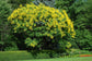 Golden Rain Tree - Live Plant in a 3 Gallon Pot - Koelreuteria Paniculata - Beautiful Flowering Tree for The Patio and Garden