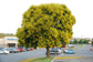 Golden Rain Tree - Live Plant in a 3 Gallon Pot - Koelreuteria Paniculata - Beautiful Flowering Tree for The Patio and Garden