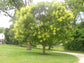 Golden Rain Tree - Live Plant in a 3 Gallon Pot - Koelreuteria Paniculata - Beautiful Flowering Tree for The Patio and Garden