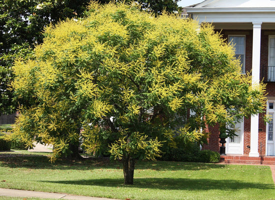 Golden Rain Tree - Live Plant in a 3 Gallon Pot - Koelreuteria Paniculata - Beautiful Flowering Tree for The Patio and Garden