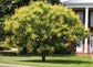 Golden Rain Tree - Live Plant in a 3 Gallon Pot - Koelreuteria Paniculata - Beautiful Flowering Tree for The Patio and Garden