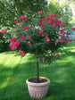 Grafted Rose Tree - Live Plant in a 10 Inch Pot - 3-4 Feet Tall - 2 Or More Varieties Grafted To Tree - Growers Choice Based On Availability, Health and Season - Beautiful Flowering Trees From Florida