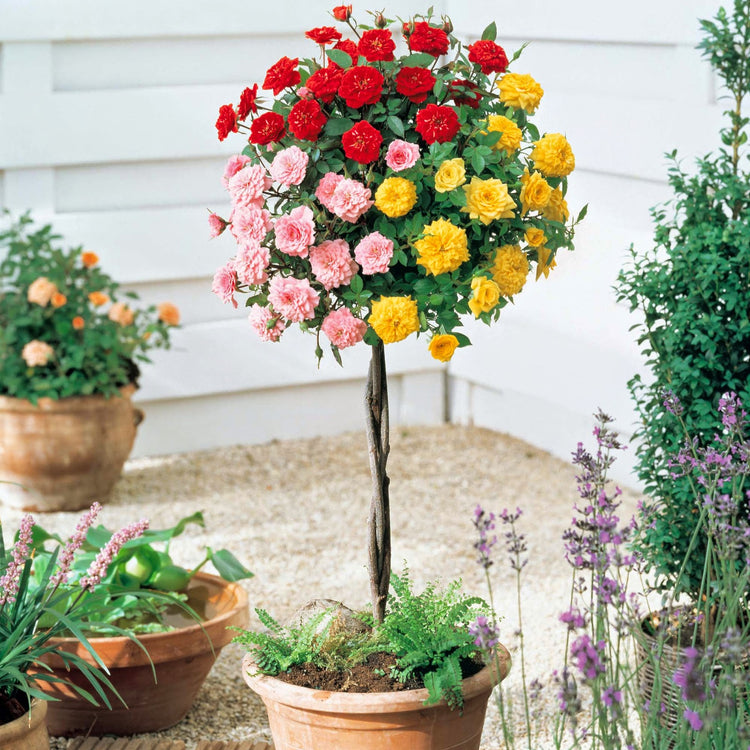 Rose Tree Pot Grafted Rose Tree - Live Plant in a 10 Inch Pot - 3-4 Feet Tall - 2 Or ...