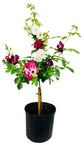 Grafted Rose Tree - Live Plant in a 10 Inch Pot - 3-4 Feet Tall - 2 Or More Varieties Grafted To Tree - Growers Choice Based On Availability, Health and Season - Beautiful Flowering Trees From Florida