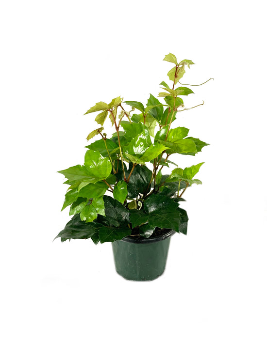 Grape Ivy - Live Plant in a 4 Inch Pot -Cissus Rhombifolia - Beautiful Easy Care Indoor Houseplant Vine