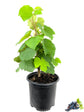 Grape Vine Plant - Live Plant in a 6 Inch Growers Pot - Variety is Grower&