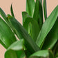 Green Cordyline Plant - Ti Plant - Live Plant in a 10 Inch Growers Pot - Cordyline Fruticosa &