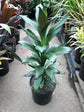Green Cordyline Plant - Ti Plant - Live Plant in a 10 Inch Growers Pot - Cordyline Fruticosa &