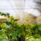 Green English Ivy - Live Plant in a 6 Inch Pot - Hedera Helix - Beautiful Easy Care Indoor Air Purifying Houseplant Vine