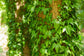 Green English Ivy - Live Plant in a 6 Inch Pot - Hedera Helix - Beautiful Easy Care Indoor Air Purifying Houseplant Vine