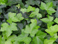 Green English Ivy - Live Plant in a 6 Inch Pot - Hedera Helix - Beautiful Easy Care Indoor Air Purifying Houseplant Vine