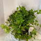 Green English Ivy Hanging Basket - Live Plant in a 4 Inch Hanging Pot - Hedera Helix - Beautiful Easy Care Indoor Air Purifying Houseplant Vine