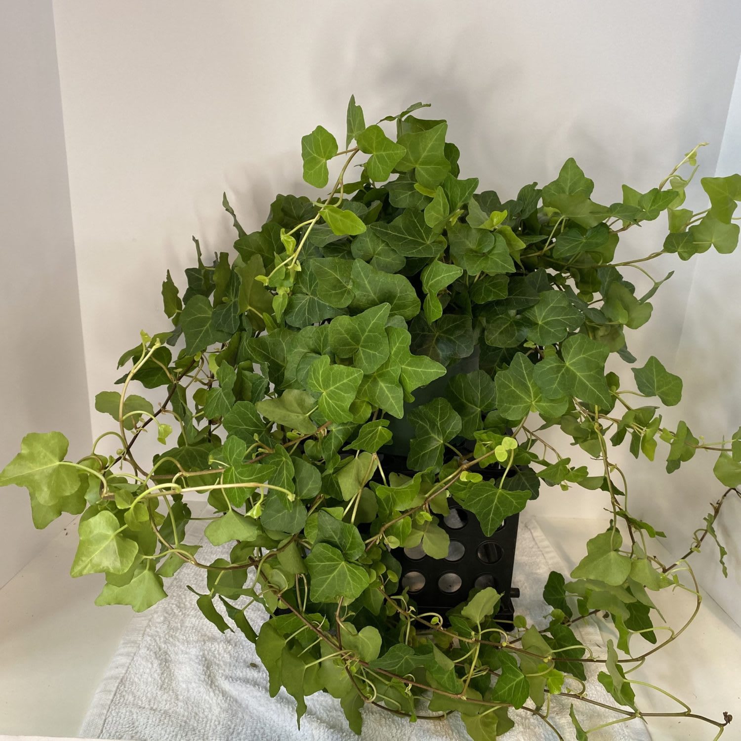ivy hanging plants Green English Ivy Hanging Basket