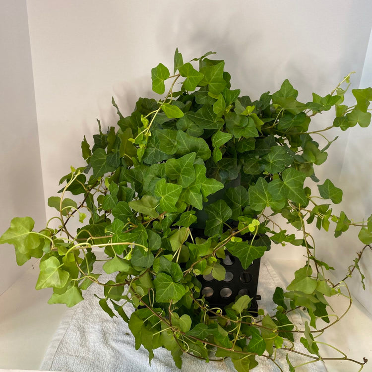common ivy hanging plant Green English Ivy Hanging Basket