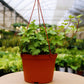 Green English Ivy Hanging Basket - Live Plant in a 4 Inch Hanging Pot - Hedera Helix - Beautiful Easy Care Indoor Air Purifying Houseplant Vine