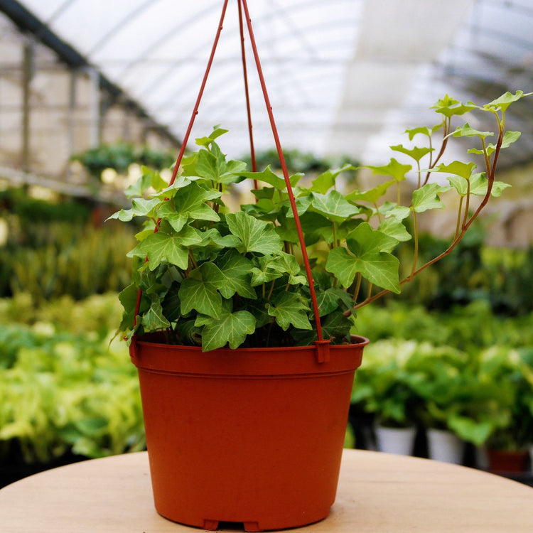 hanging indoor ivy plants Green English Ivy Hanging Basket