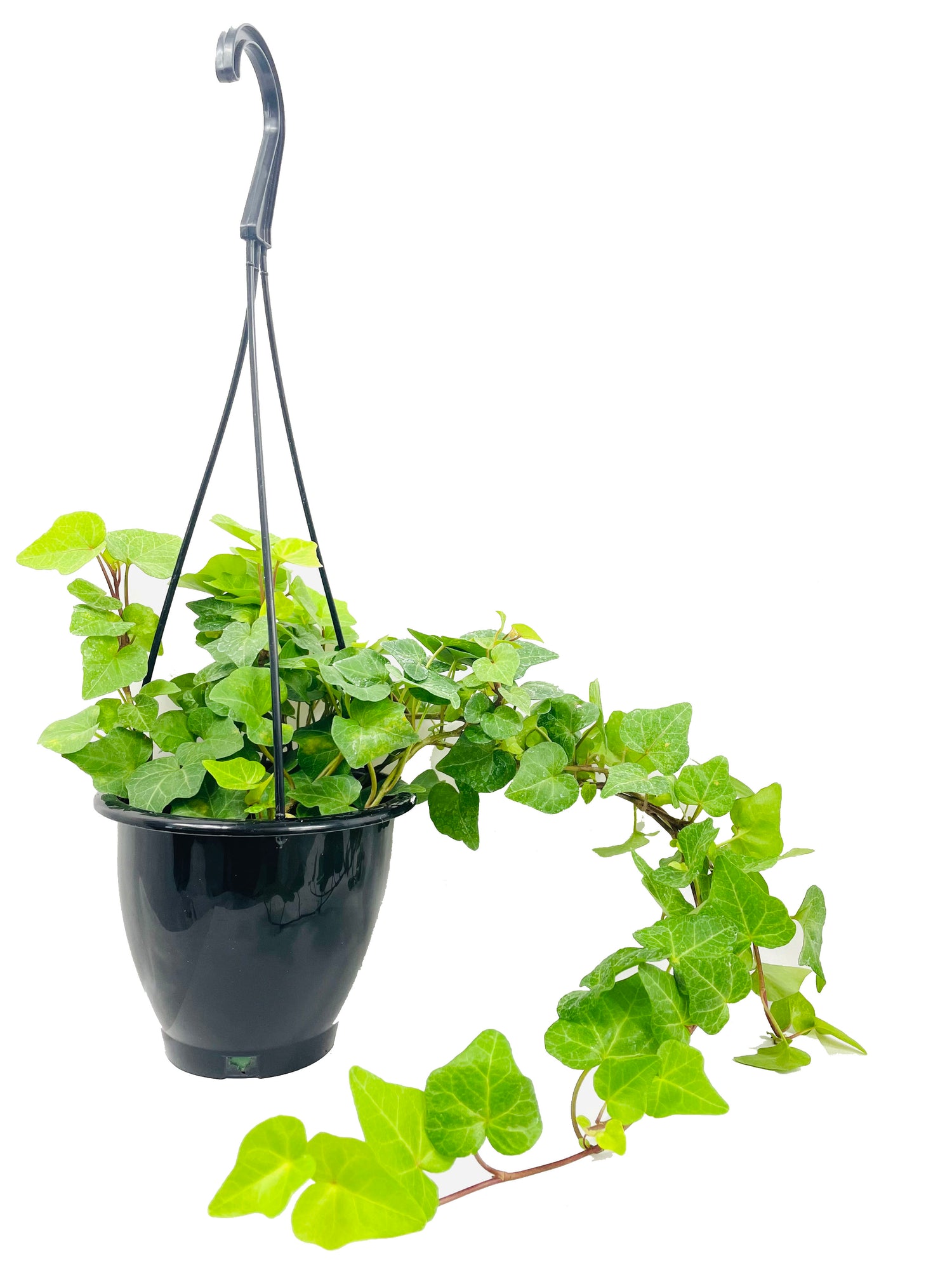 hanging plants from eaves Green English Ivy Hanging Basket