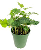 Green English Ivy - Live Plant in a 4 Inch Pot - Hedera Helix - Beautiful Easy Care Indoor Air Purifying Houseplant Vine