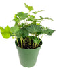 Green English Ivy - Live Plants in 4 Inch Pots - Hedera Helix - Beautiful Easy Care Indoor Air Purifying Houseplant Vine