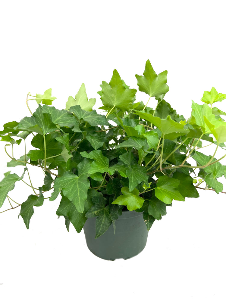 house plant english ivy Green English Ivy - Live Plants in 6 Inch Pots - Hedera Helix