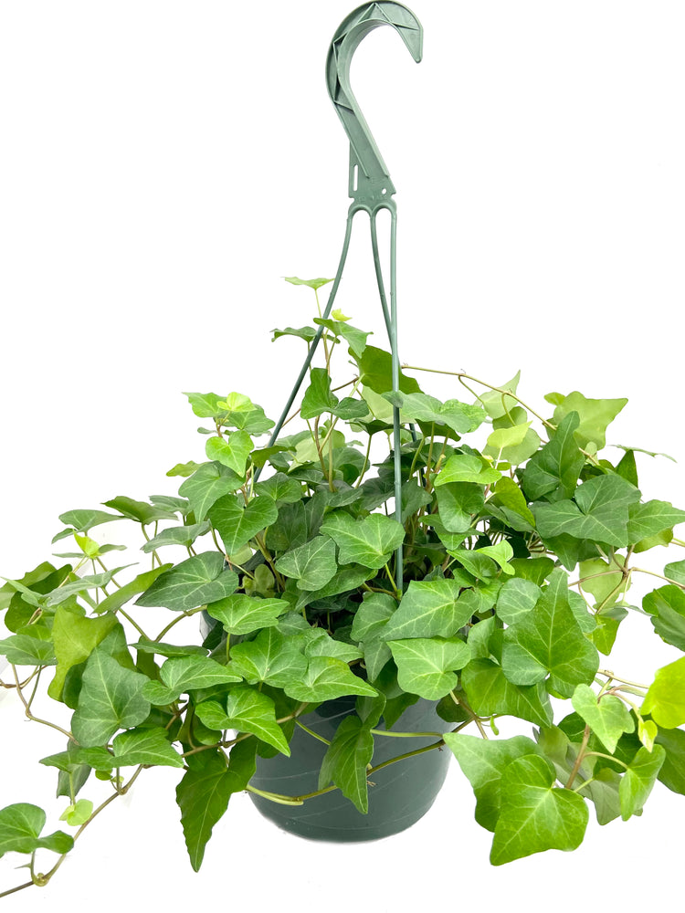 hedera plant indoor care Green English Ivy Hanging Basket - Live Plant in an 8 Inch Pot