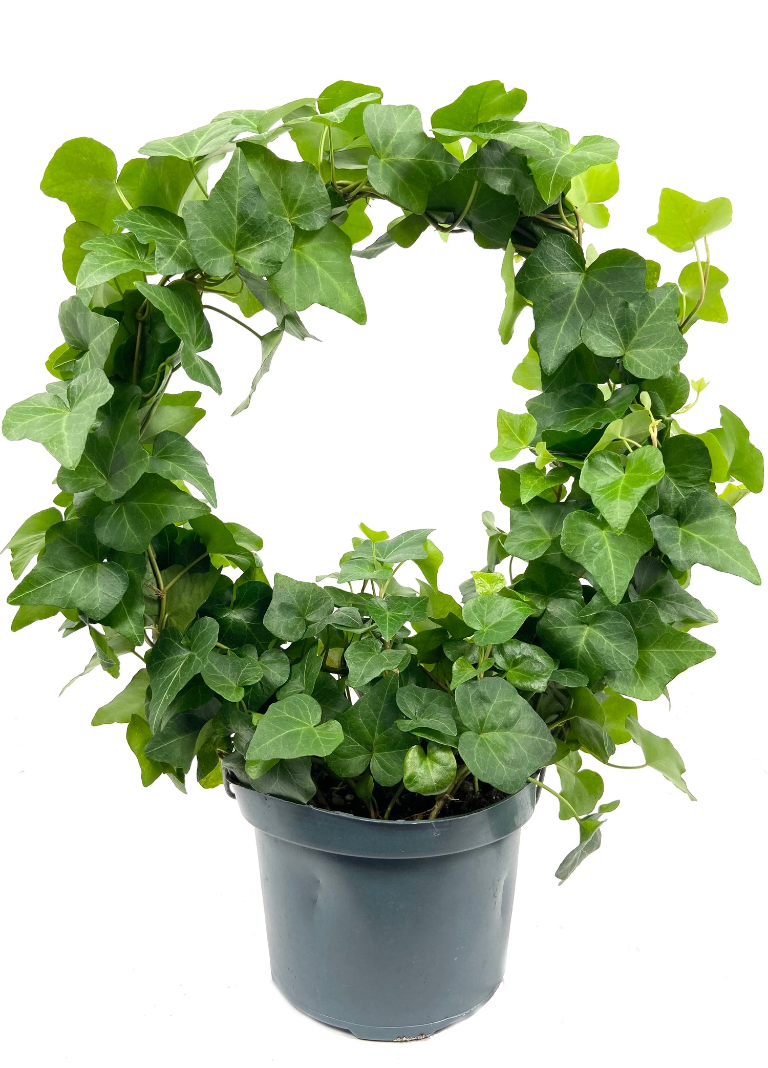 hanging ivy house plants English Ivy Hoop - Live Plant in a 6 Inch Pot - Hedera Helix