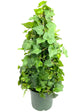 English Ivy Tree - Live Plant in a 6 Inch Pot - Hedera Helix - Stylish Air Purifying Topiary Houseplant Vine