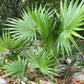 Green Saw Palmetto - Live Plant in a 10 Inch Growers Pot - Serenoa Repens ‘Green’ - Native Ornamental Palms from Florida