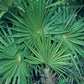 Green Saw Palmetto - Live Plant in a 10 Inch Growers Pot - Serenoa Repens ‘Green’ - Native Ornamental Palms from Florida