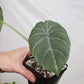 Grey Dragon Alocasia - Live Plant in a 4 Inch Pot - Alocasia Maharani - Extremely Rare Air Purifying Indoor Plant
