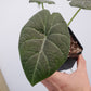 Grey Dragon Alocasia - Live Plant in a 4 Inch Pot - Alocasia Maharani - Extremely Rare Air Purifying Indoor Plant