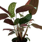 Grey Star Calathea - Live Plant in a 6 Inch Pot - Calathea Ctenanthe &
