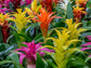 Guzmania Bromeliad Wall Hanger - Live Plant - Colors Chosen Based On Plants in Bloom - Hand Crafted - Beautiful Florist Quality Indoor Tropical Houseplant