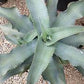 Gypsum Century Plant - Live Plant in a 6 Inch Pot - Agave Gypsophila - Cactus Succulent - Extremely Rare Plants from Florida