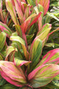 Halequin Cordyline Plant - Ti Plant - Live Plant in a 10 Inch Growers Pot - Cordyline Fruticosa &
