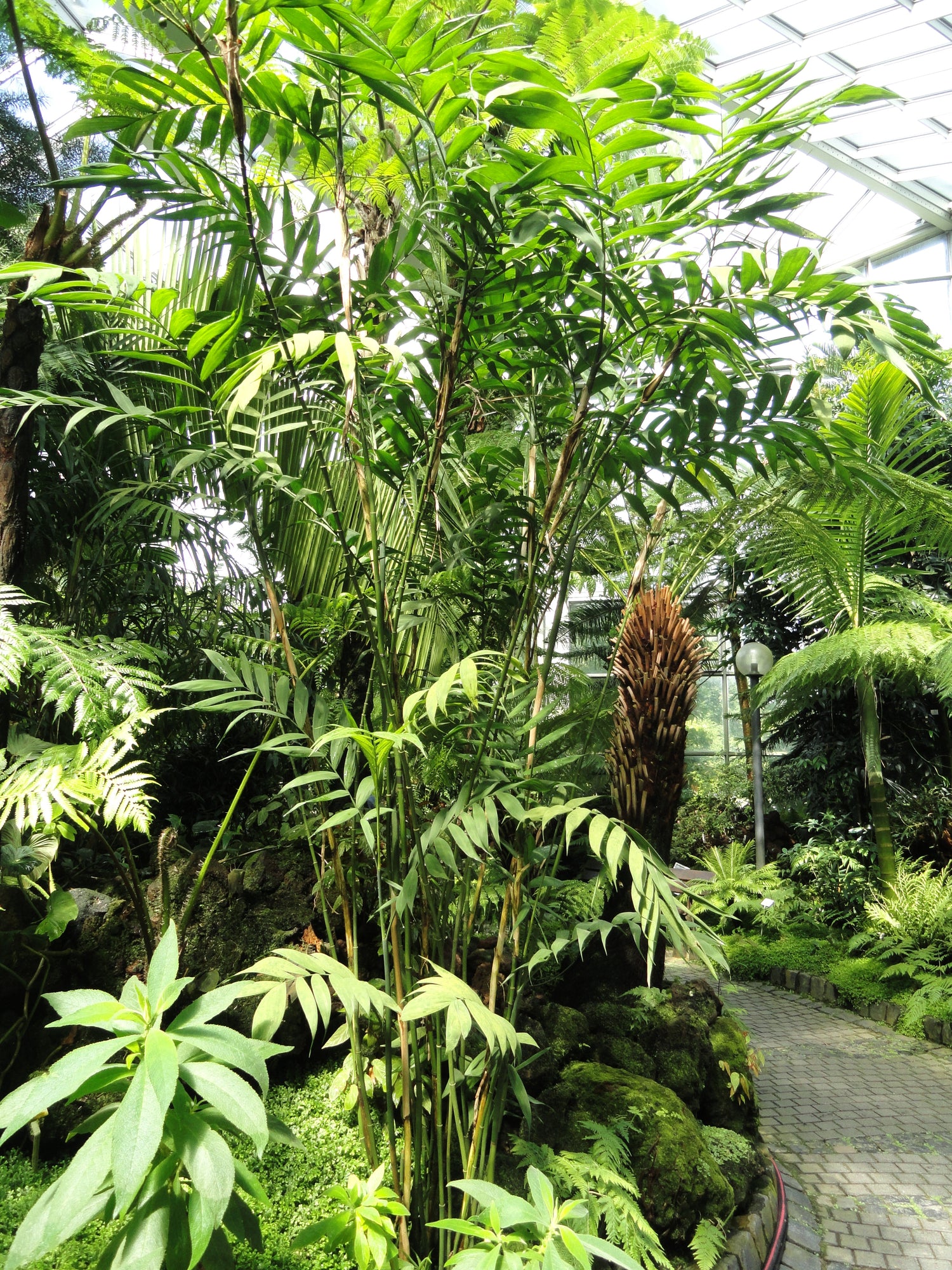 buy bamboo palm plant Hardy Bamboo Palm - Live Plant in an 4 Inch Growers Pot