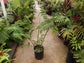 Hardy Bamboo Palm - Live Plant in an 4 Inch Growers Pot - Chamaedorea Microspadix - Extremely Rare Ornamental Palms from Florida