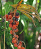 Hardy Bamboo Palm - Live Plant in an 4 Inch Growers Pot - Chamaedorea Microspadix - Extremely Rare Ornamental Palms from Florida
