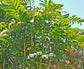 Hardy Bamboo Palm - Live Plant in an 4 Inch Growers Pot - Chamaedorea Microspadix - Extremely Rare Ornamental Palms from Florida