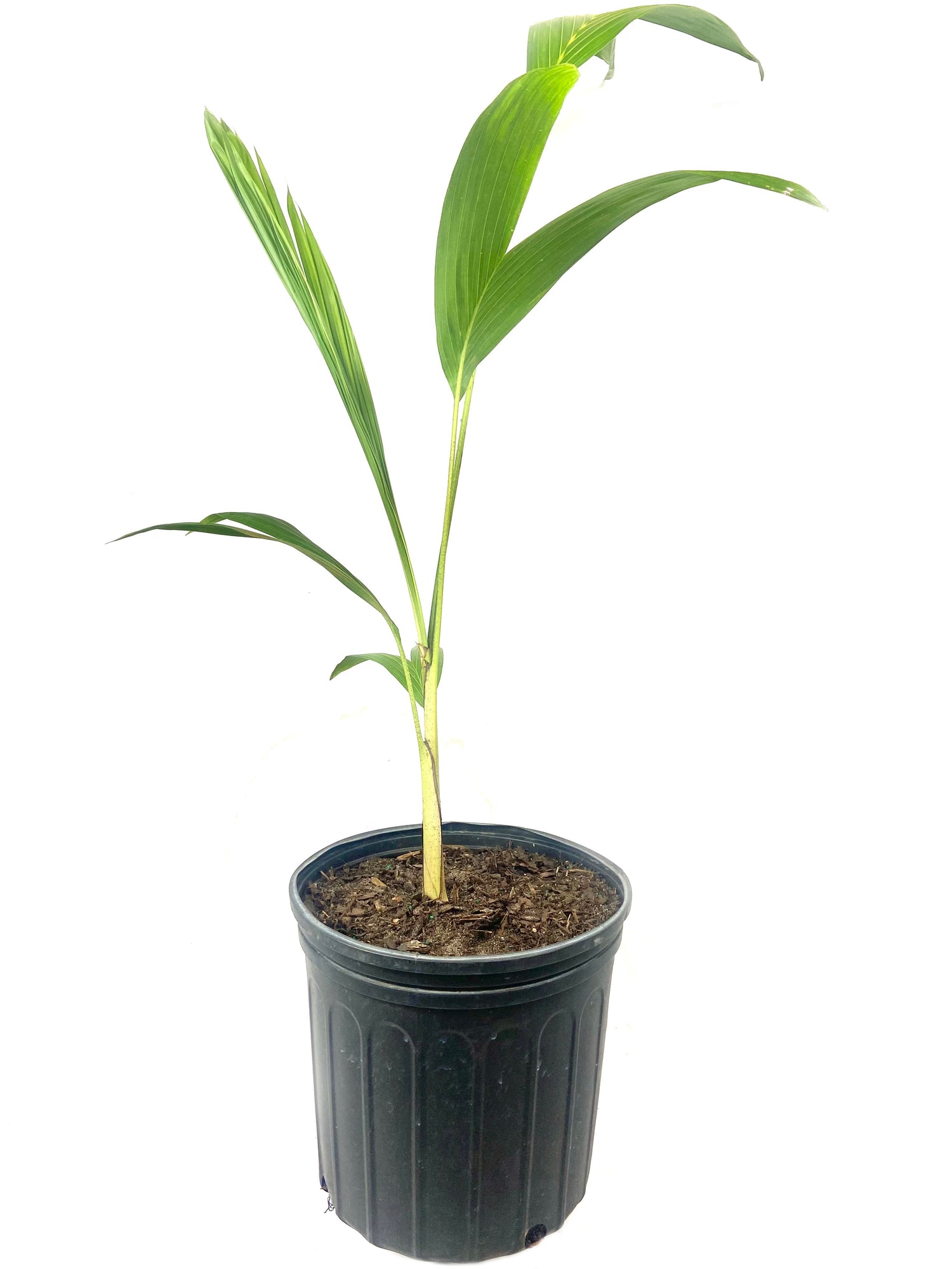 king palm plant care Illawarra King Palm - Live Plant in a 3 Gallon Growers Pot
