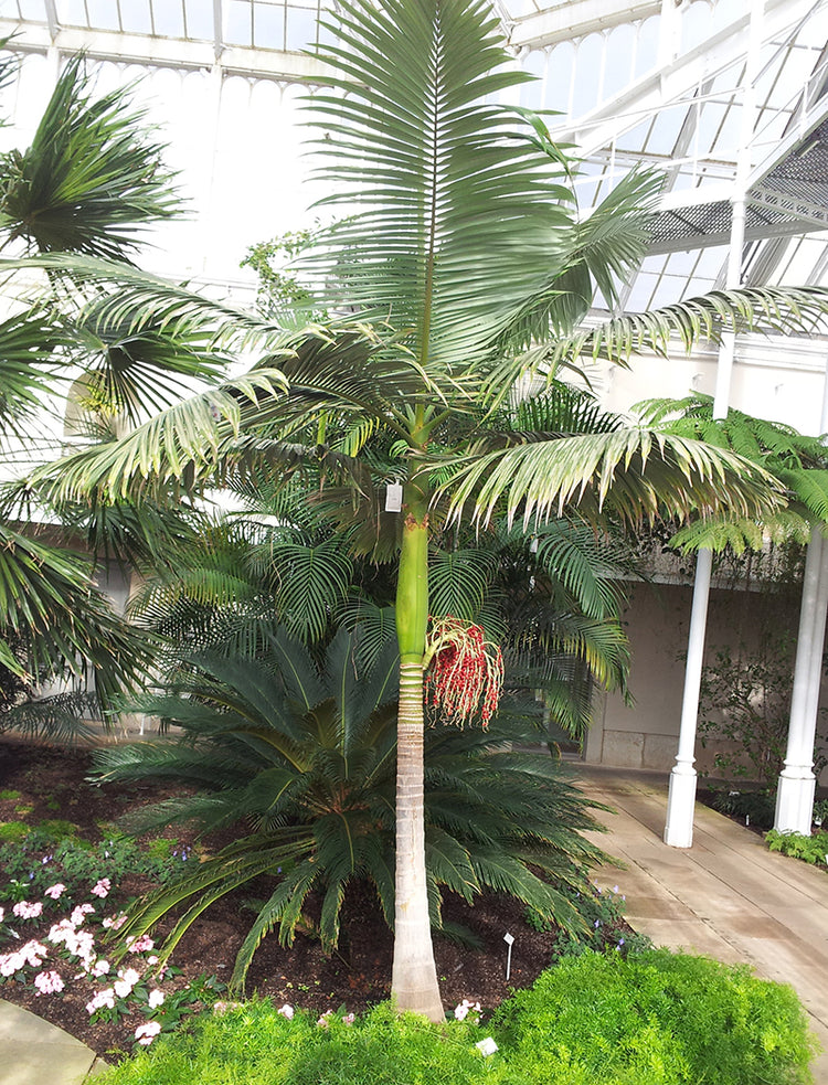 king palm plant Illawarra King Palm - Live Plant in a 3 Gallon Growers Pot