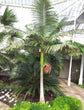 Illawarra King Palm - Live Plant in a 3 Gallon Growers Pot - Archontophoenix Cunninghamiana ‘Illawarra’ - Rare Ornamental Palms of Florida