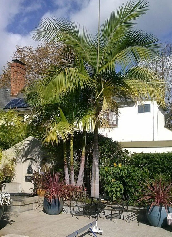 king palm indoor plant Illawarra King Palm - Live Plant in a 3 Gallon Growers Pot