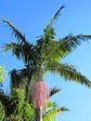 Hardy King Palm - Live Plant in a 3 Gallon Growers Pot - Archontophoenix Cunninghamiana ‘Illawarra’ - Rare Ornamental Palms of Florida