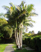 Illawarra King Palm - Live Plant in a 3 Gallon Growers Pot - Archontophoenix Cunninghamiana ‘Illawarra’ - Rare Ornamental Palms of Florida