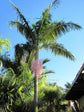 Hardy King Palm - Live Plant in a 3 Gallon Growers Pot - Archontophoenix Cunninghamiana ‘Illawarra’ - Rare Ornamental Palms of Florida
