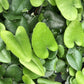 Heart Fern Hanging Basket - Live Plant in a 4 Inch Hanging Pot - Hemionitis Arifolia - Extremely Rare and Exotic Ferns from Florida